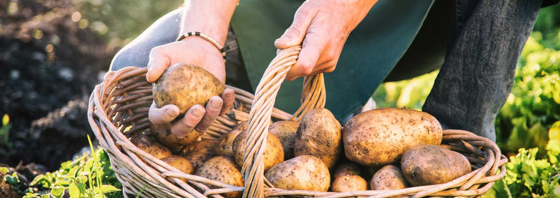 Fenntarthatóság